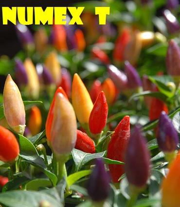 Numex T