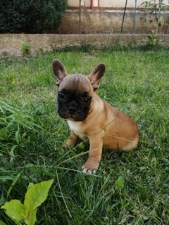 Bouledogue francese maschio o femmina? Un confronto.