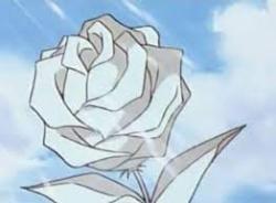 Lady White Rose