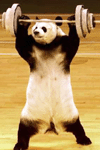 panda000